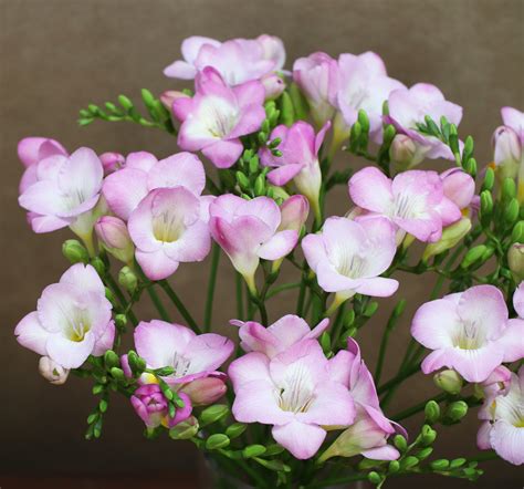 what does freesia look like.